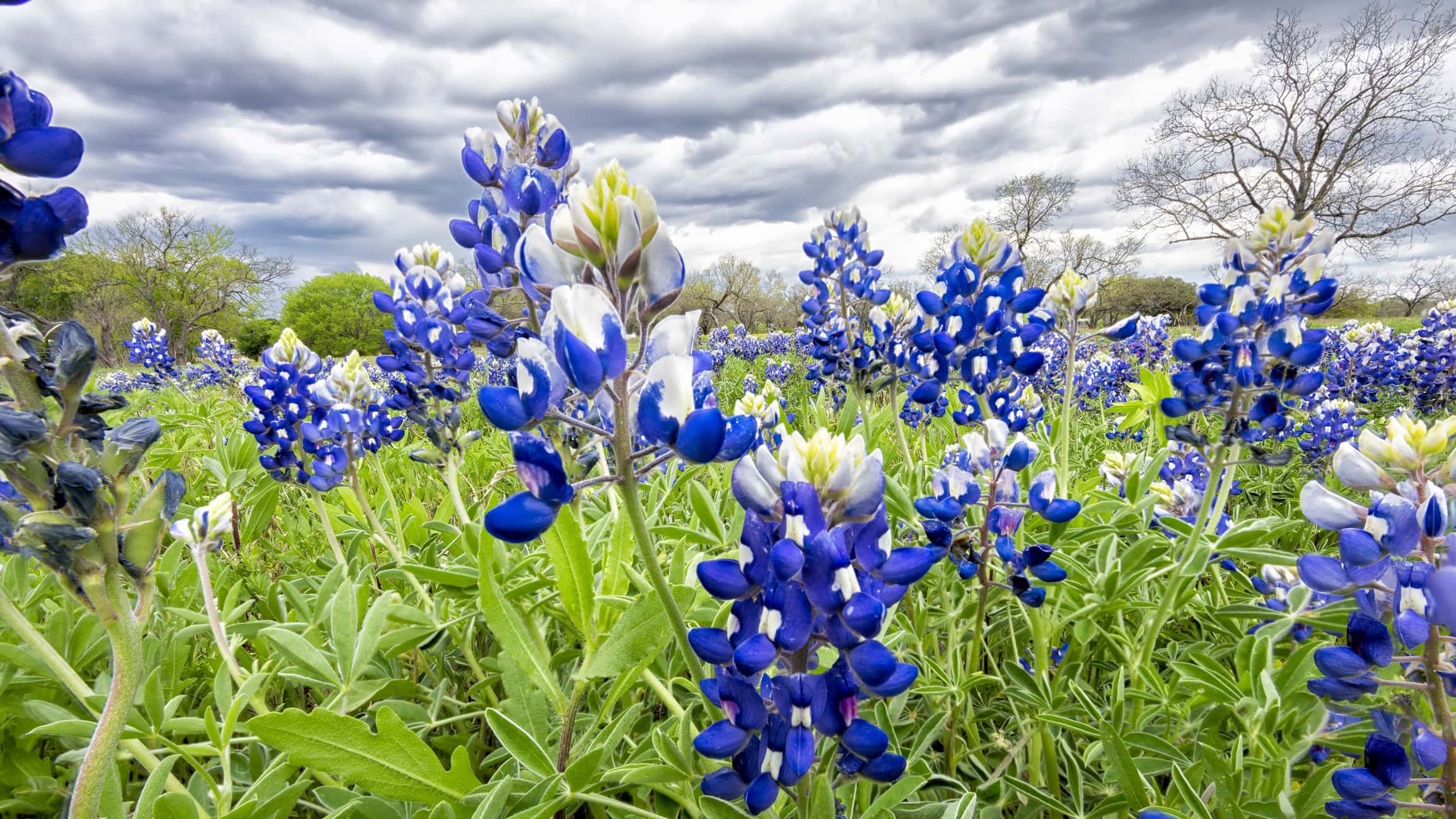 Wander Into the Wild