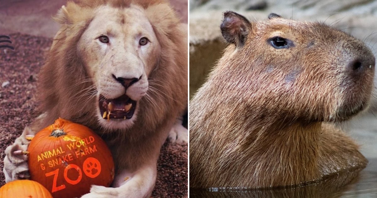 Visiting Animal World & Snake Farm Zoo in New Braunfels