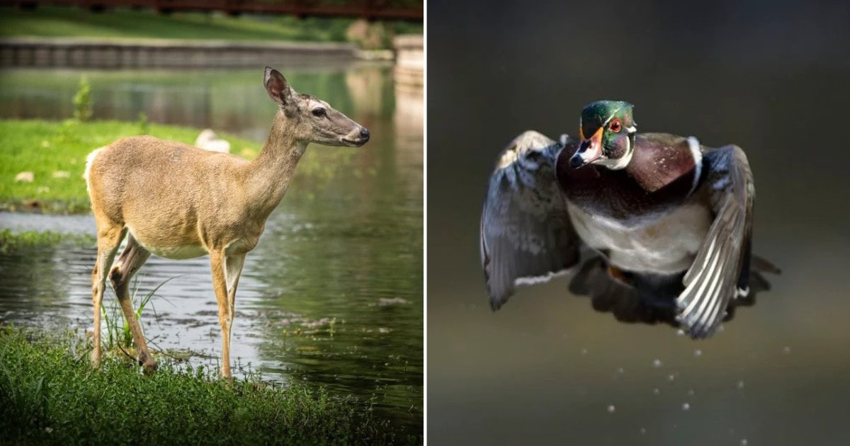 Wildlife Watching in New Braunfels: A Nature Lover’s Guide