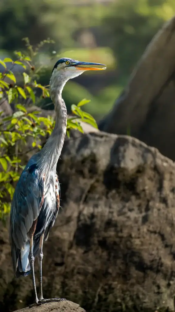Visitors to the trail might catch a glimpse of migratory birds like this elegant blue heron. Credit: u/fredricton99 via r/birding