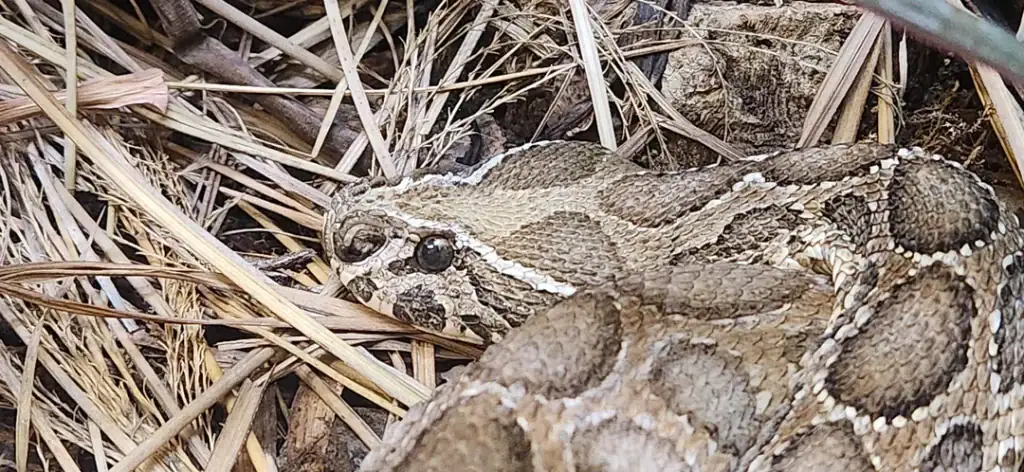 Up close with a gentle giant! Burmese pythons are among the largest snakes in the world, and you can see them right here at Animal World & Snake Farm Zoo. Credit: r/minkingthan via r/snakes