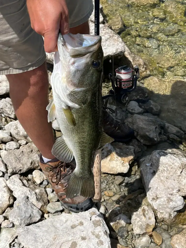 Reeled in a Canyon Lake giant! Nothing like landing a bass this size. Credit: Reddit user via r/bassfishing