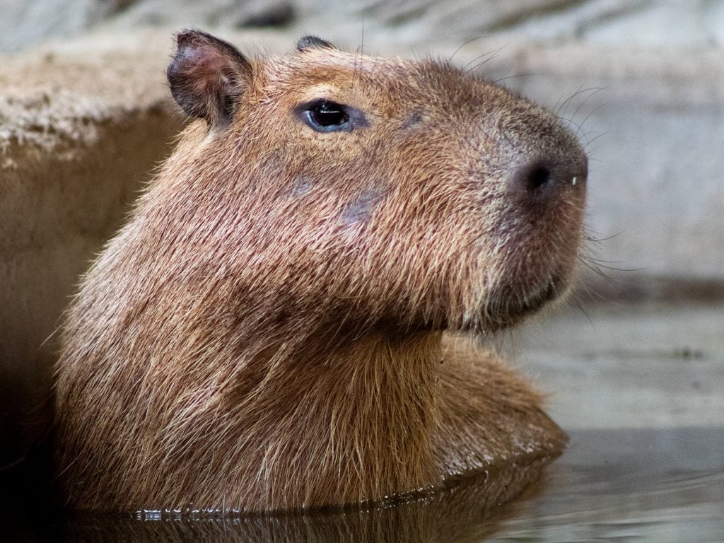 Get up close with the zoo’s friendliest residents—capybaras like this one are part of the hands-on Animal Encounters experience. Credit: @awsfzoo via Instagram