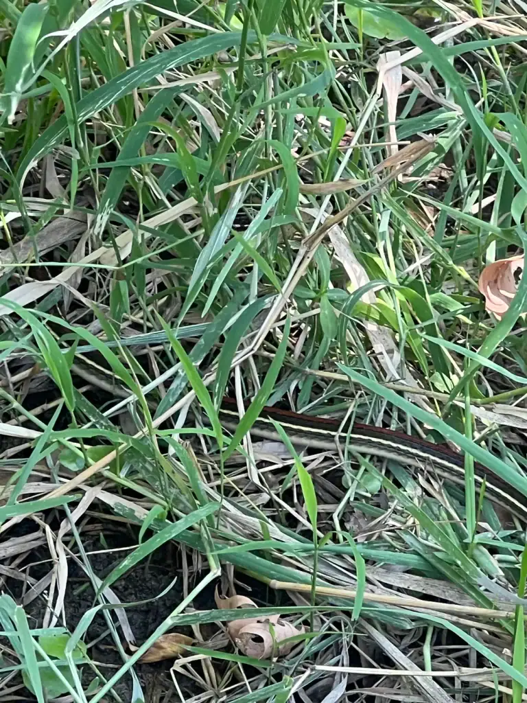 A friendly Western Ribbon snake spotted by the Comal River, totally non-venomous and an interesting little local visitor. Credit: u/Alexandercromwell via r/whatsthissnake