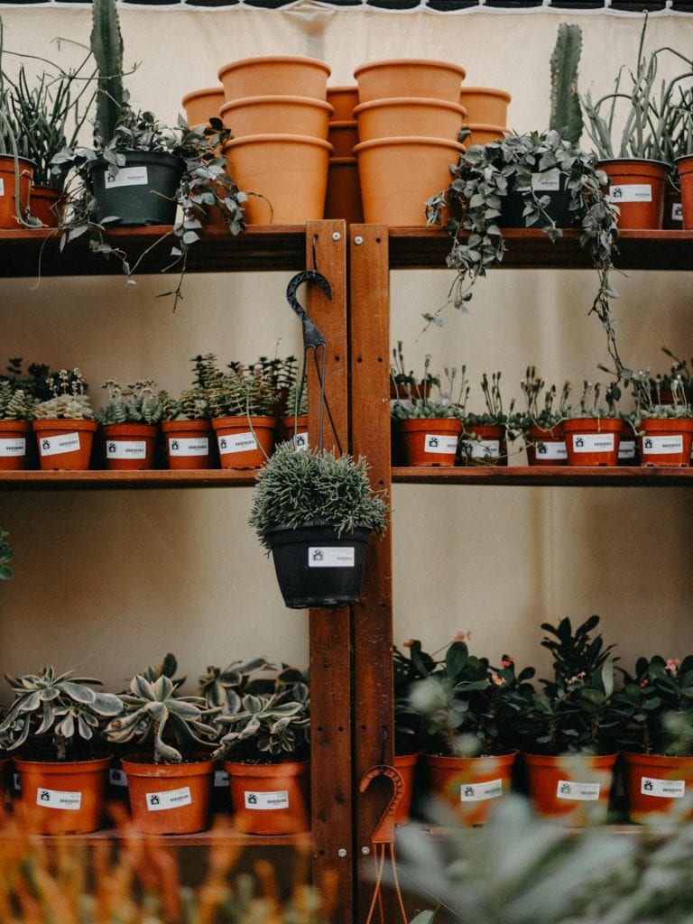 A selection of lush potted plants brightening the shelves at Cosmic Plant Company. Credit: @cosmicplantco via Instagram