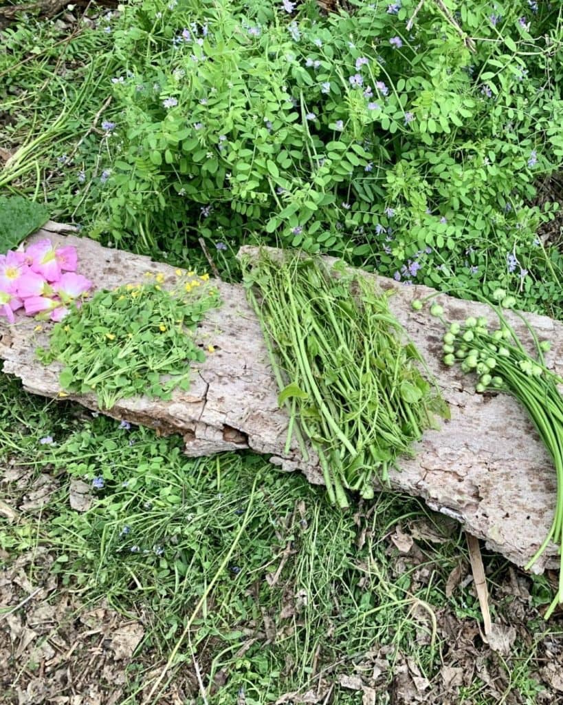 Discover edible plants along Dry Comal Creek Trail, a fun and educational activity for the whole family. Credit: @greatspringsproject via Instagram