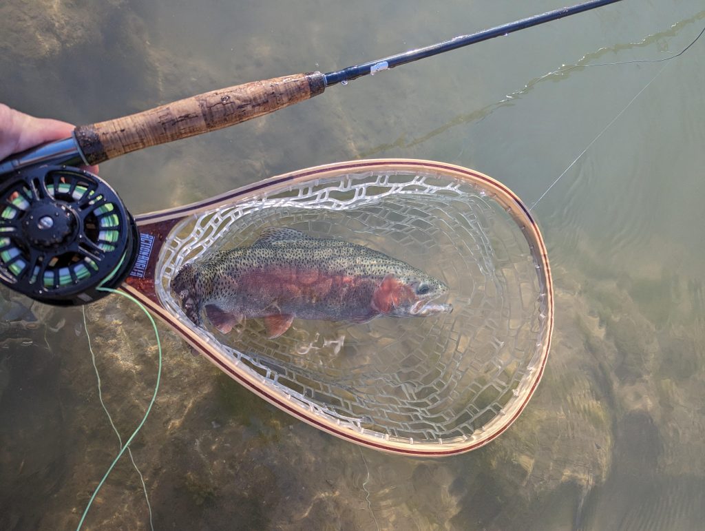A beautiful rainbow trout caught by a local fly fisher on the Guadalupe River, a favorite spot for anglers year-round. Credit: Reddit user via r/flyfishing