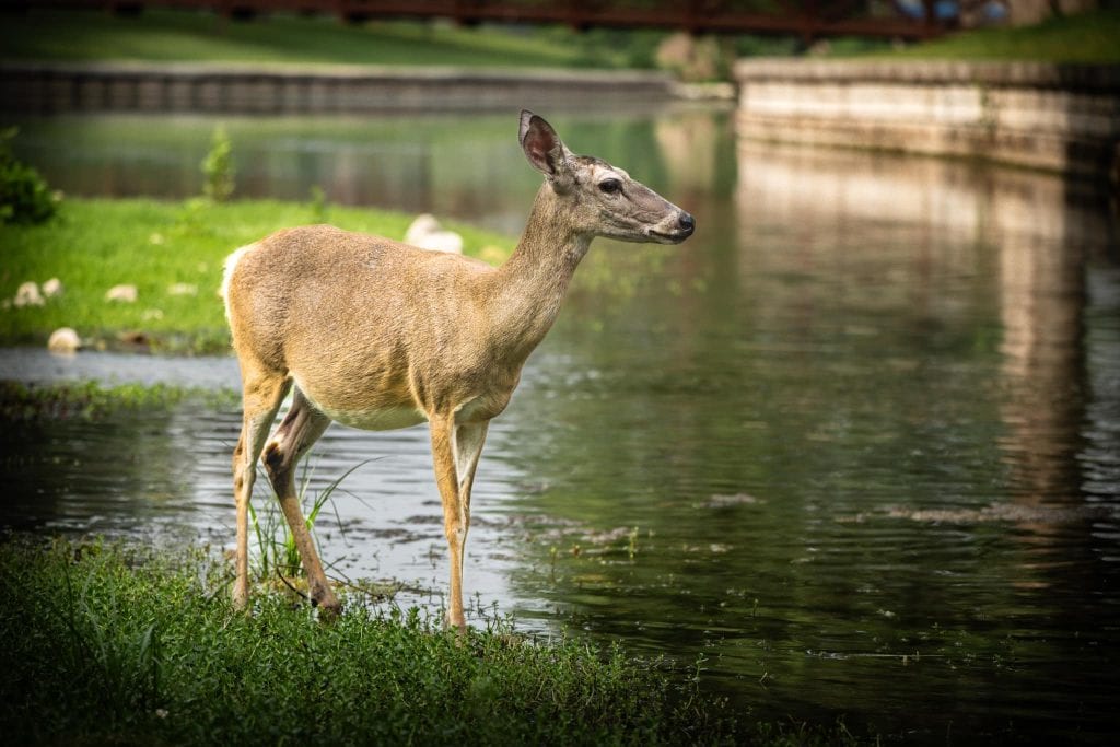 Catching a quiet moment with one of Landa Park’s resident deer. Credit: MarkLuther Photos via Facebook