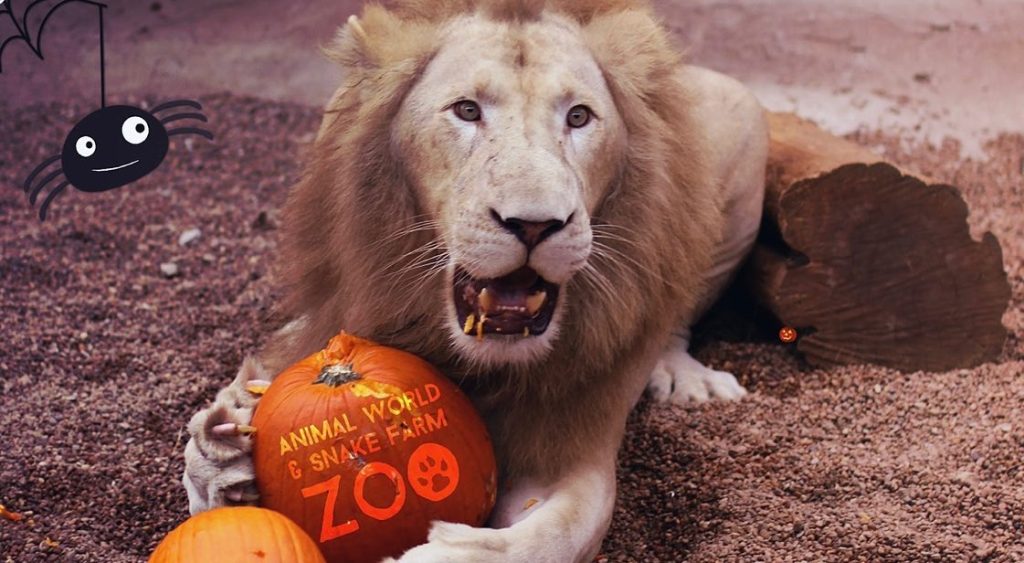 Thinking about becoming an animal sponsor? This beautiful mountain lion is one of the many residents you can support through the zoo's Adopt-An-Animal program. Credit: @awsfzoo via Instagram