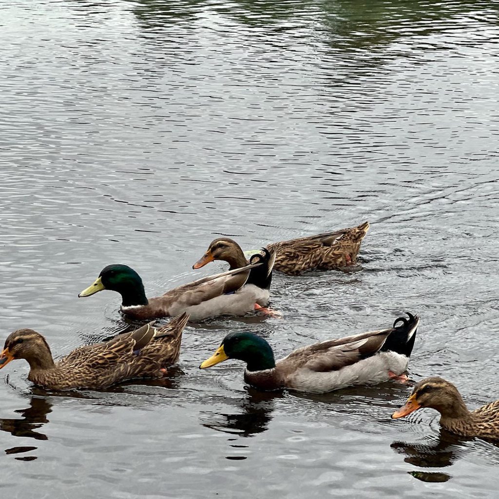 A family of ducks spotted along Park, near Panther Canyon Trail, adding charm to the scenic hike. Credit: @camachoactivitycenter via Instagram