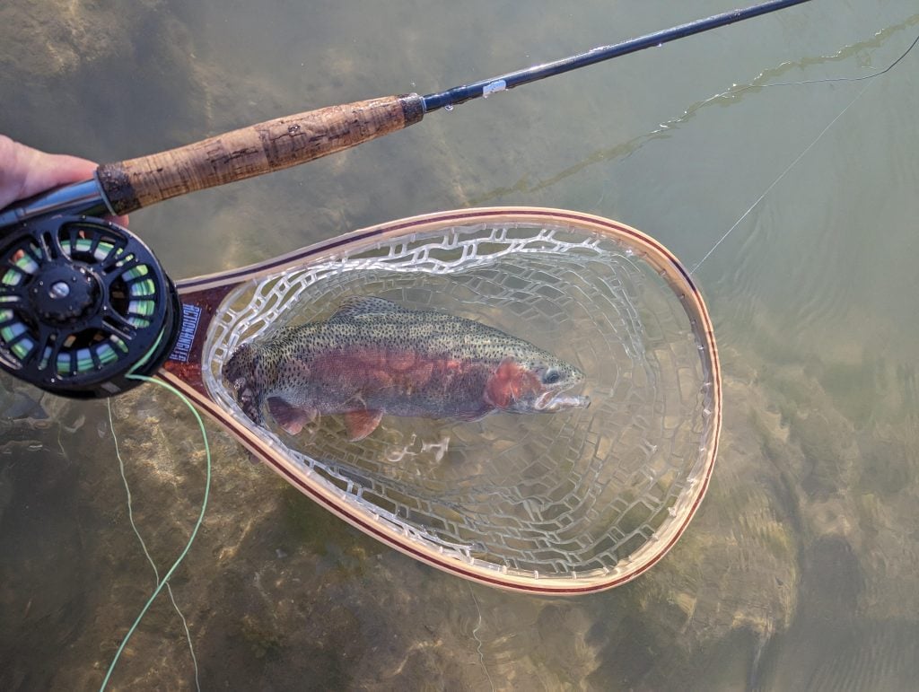 A beautiful holdover rainbow trout from the Guadalupe River, proof of why this is a fly-fishing favorite year-round. Credit: Reddit user via r/flyfishing