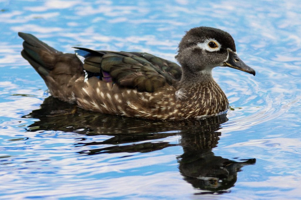 Catching a glimpse of a wood duck along the waters of New Braunfels. Credit: u/Robdondo13 via r/birding  
