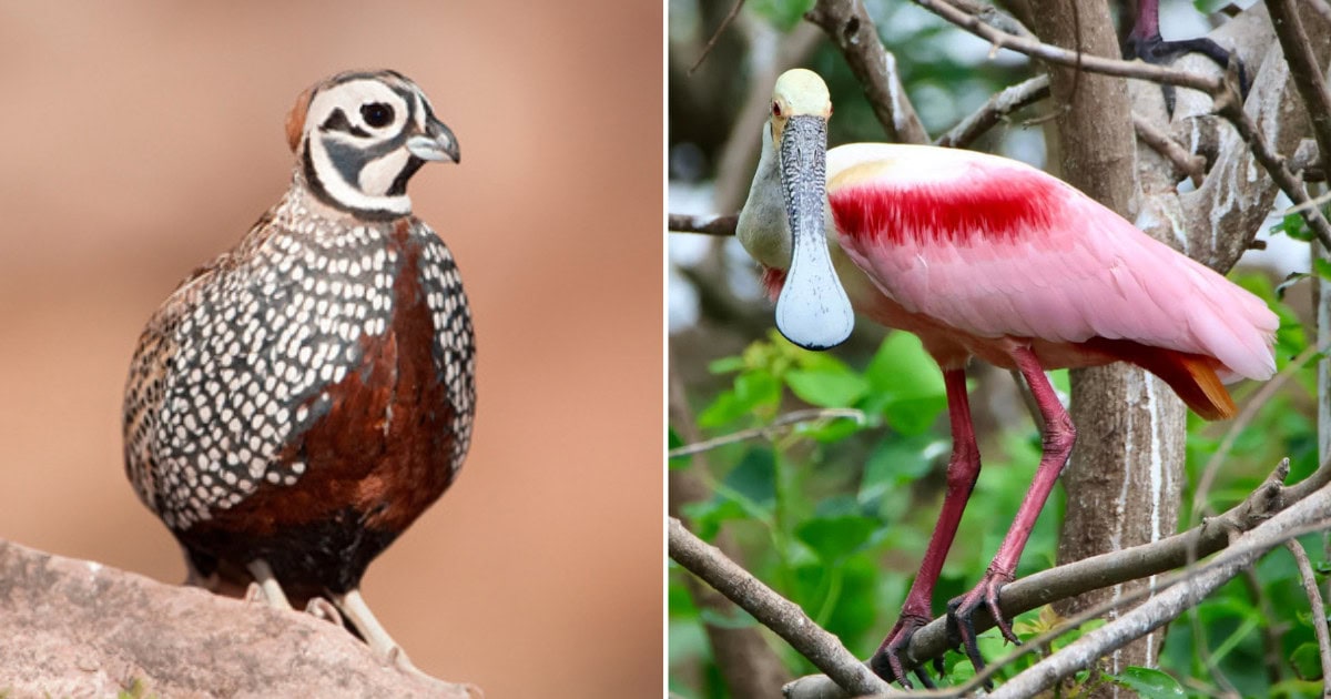 7 Best Bird Watching Spots in Texas (And What You’ll See)