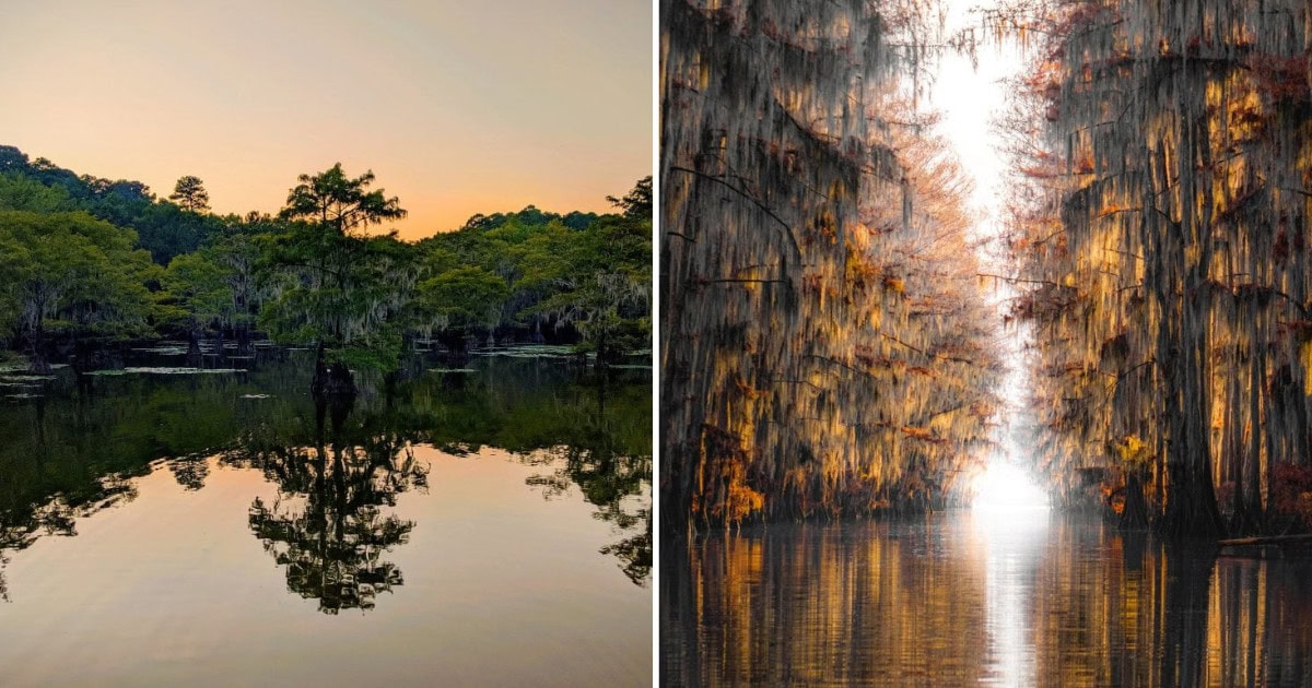 The Texas Forest That Looks Like It Belongs in a Fairy Tale