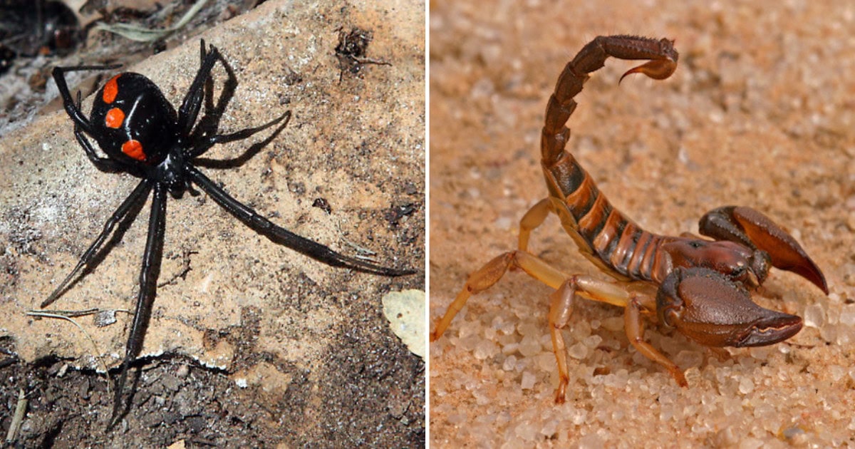 The Most Dangerous Animals in Texas (And How to Stay Safe)