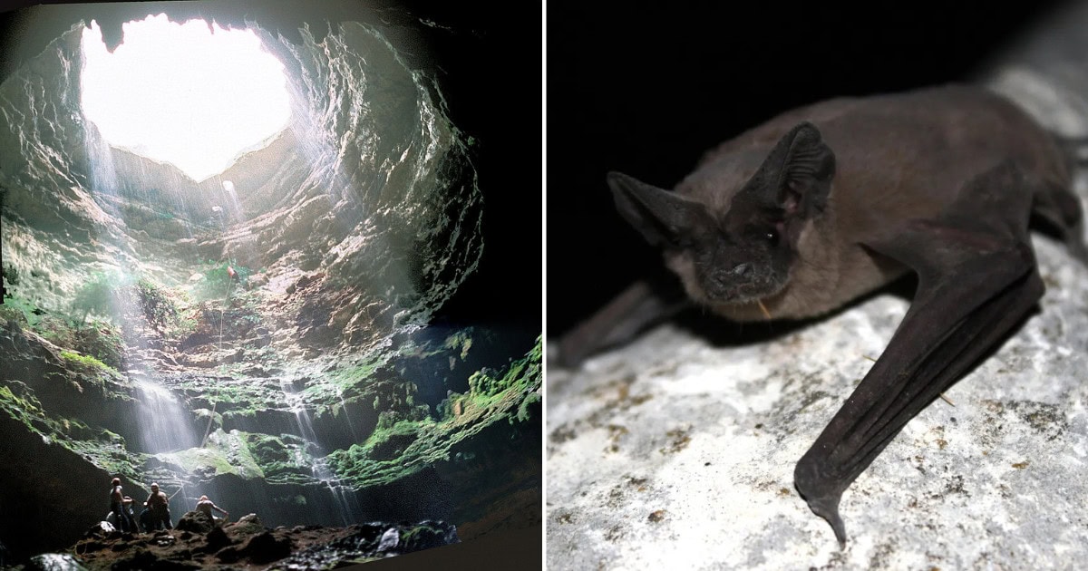 This Hidden Cave in Rocksprings Is Home to 3 Million Bats