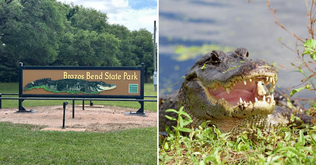 This Texas State Park Is Home to Hundreds of Wild Alligators