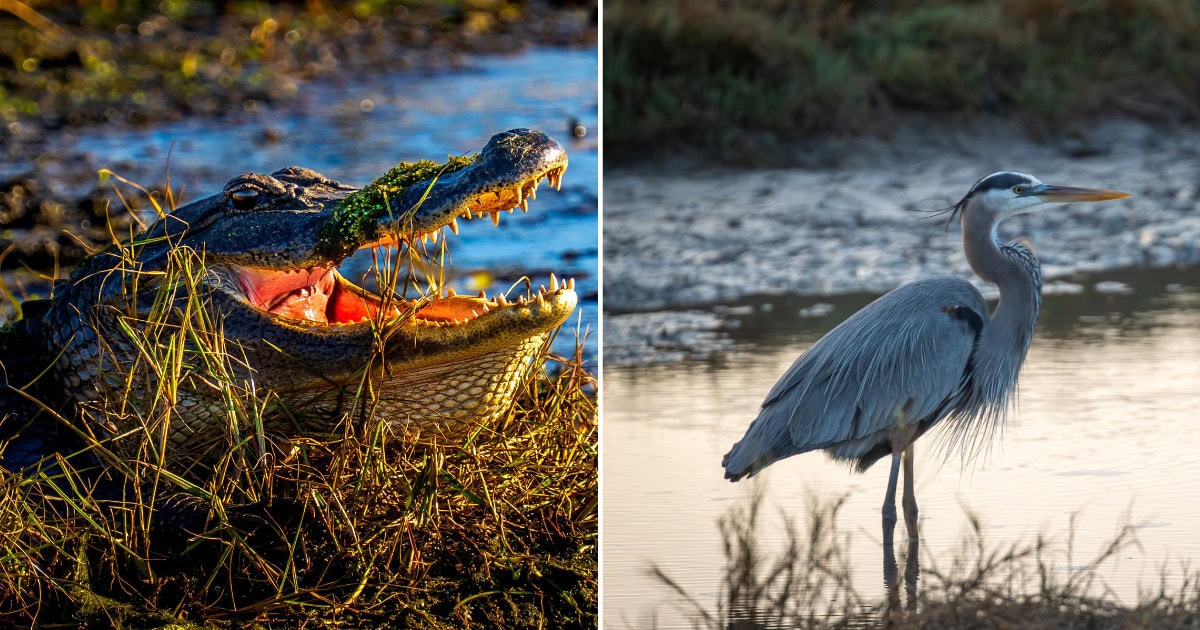 These 7 Texas Wildlife Refuges Welcome Visitors Year-Round
