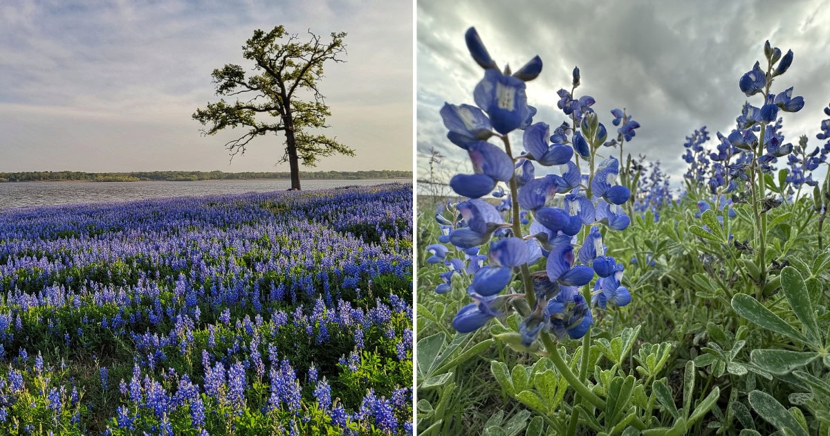 Where to Find the Best Bluebonnets in Texas This Spring