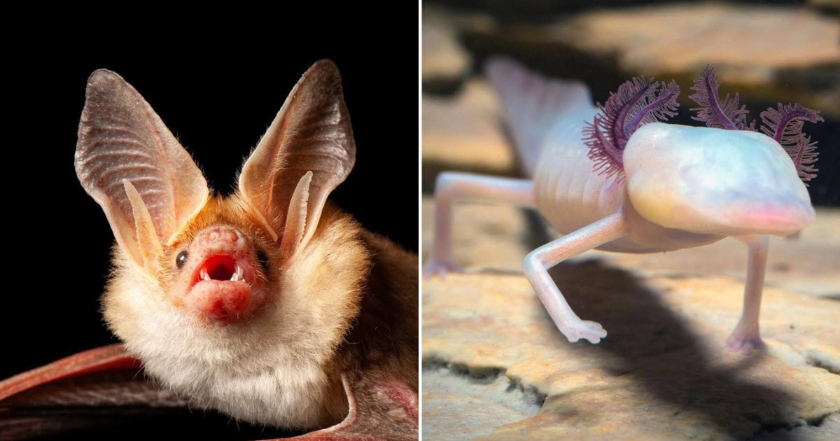 10 Bizarre Texas Animals You’ve Never Heard Of