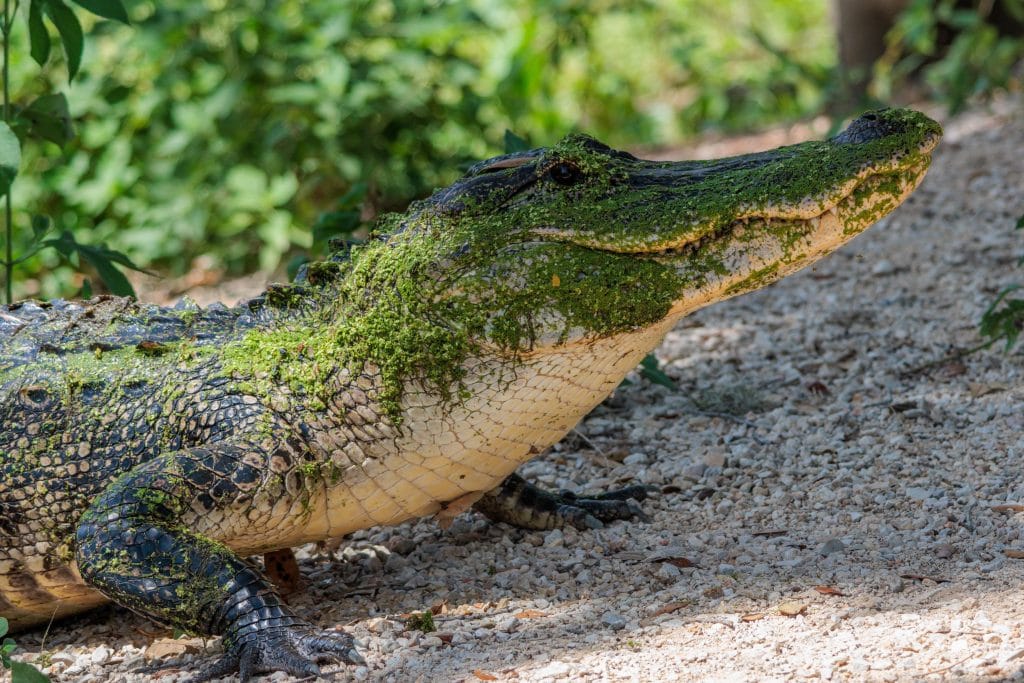 This alligator at Bravos State Park blends perfectly with its surroundings, a master of Texas wetland camouflage. Credit: u/NatoRepublic via r/texas