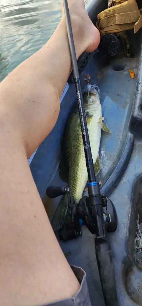 Amistad Reservoir delivers trophy-sized fish, like this one that dwarfs its catcher’s legs. Credit: u/Unique_Order9408 via r/Fishing