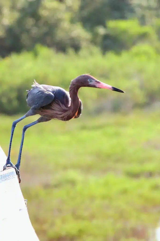 A Reddish Egret hunts in the shallows at Aransas National Wildlife Refuge—one of Texas’ top spots for coastal birdwatching. Credit: u/ParrotEagle via r/birding