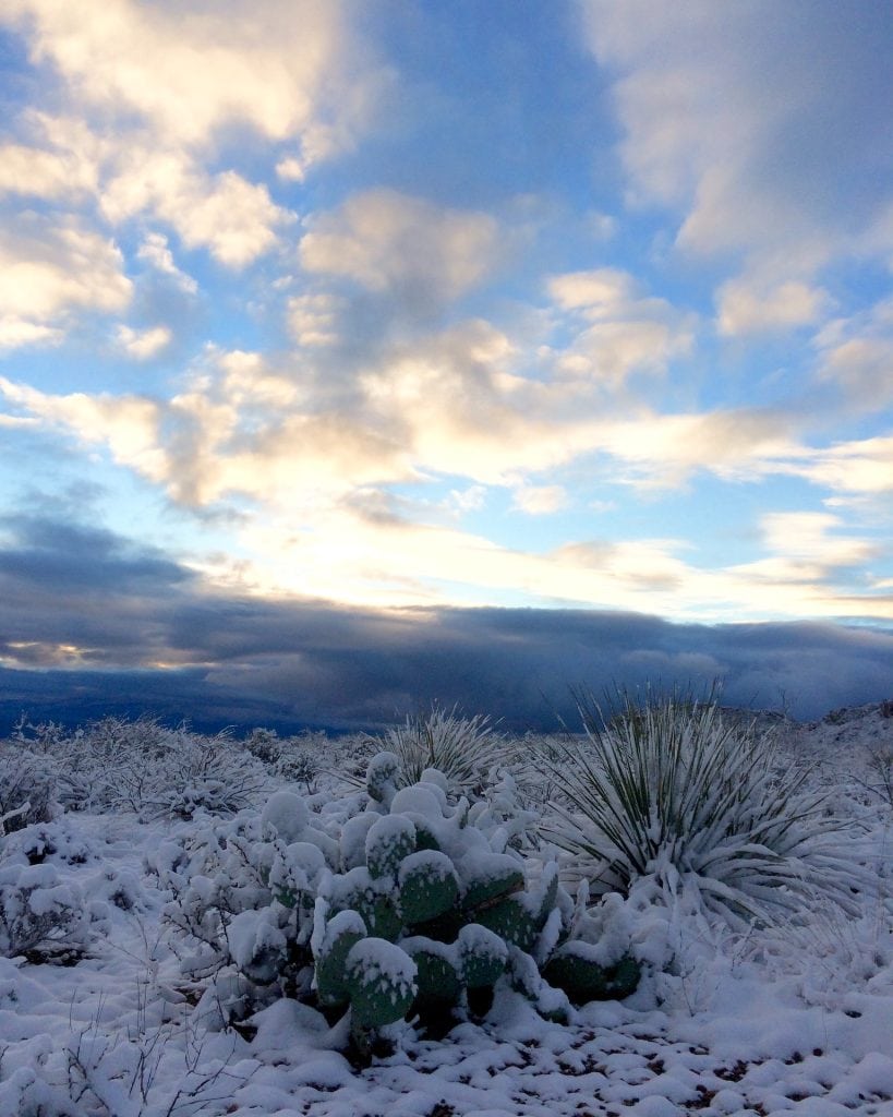 Winter hiking in Big Bend reveals a surreal scene of ice-covered cacti and desert plants. Credit: @bigbendnps via Instagram