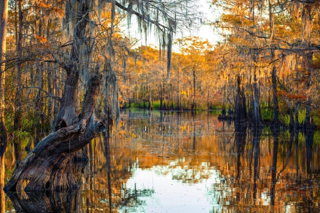 Big Thicket turns otherworldly in autumn—rust-orange trees mirrored in still, swampy water, blurring where forest ends, and river begins. Credit: @scottbakerphotos via Instagram