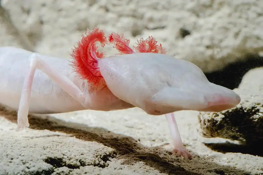 Like a ghost of the underground, the Texas Blind Salamander thrives in pitch-black aquifers, sensing the world through water vibrations instead of sight. Credit: u/alaskanpride1488 via r/axolotls