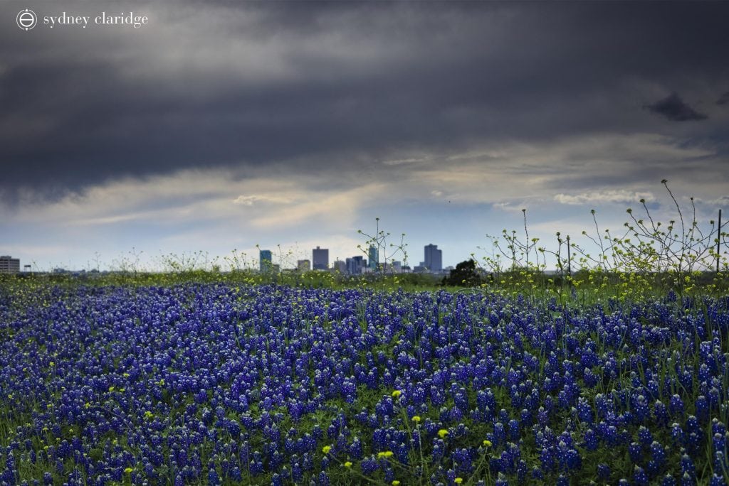 Bluebonnets in full bloom—Texas’ wildflowers don’t just grow in crowded tourist spots. State parks and rural roads are full of hidden fields like this. Credit: u/brielkate via r/FortWorth