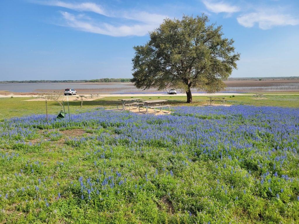 Bluebonnet vistas at Nails Creek Rocky Point Day-Use Area—colorful blooms set against the Texas Hill Country landscape. Credit: @lakesomervillesp via Instagram