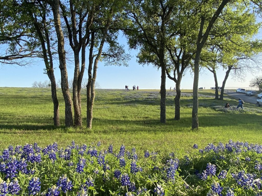 Each year, Ennis transforms as bluebonnets blanket the hills and highways, drawing wildflower lovers from across Texas to cruise the famous Bluebonnet Trail. Credit: u/SPARTAN-Jai-006 via r/Dallas
