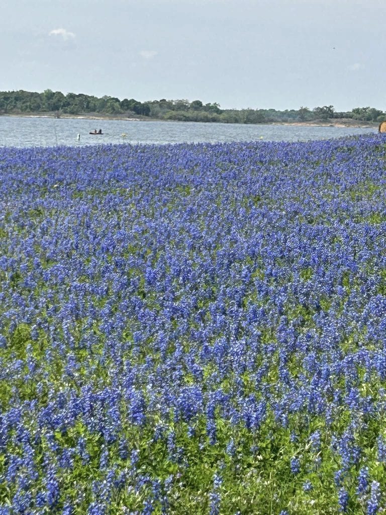 Bluebonnets in full bloom at Lake Somerville State Park, with the lake shimmering softly in the background. Credit: Merideth Oliver via Facebook