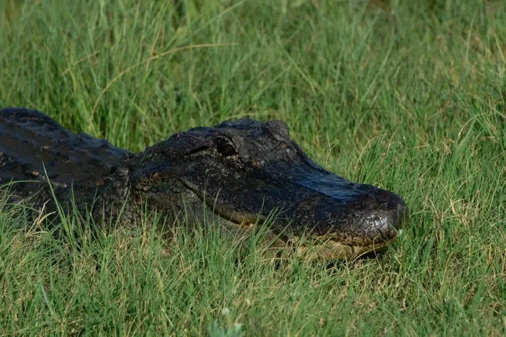 A wild alligator basks at Brazoria National Wildlife Refuge, a vital habitat for Texas’s reptiles and wetland wildlife. Credit: u/DisastrousSir via r/SonyAlpha