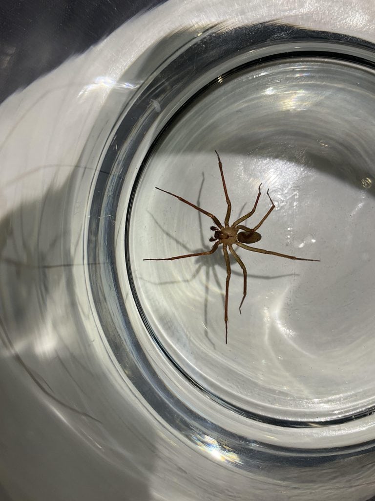A Brown Recluse spider safely contained in a glass in Austin, TX—famous for its venom, but not for harming humans unless provoked. Credit: u/mons00n via r/spiders