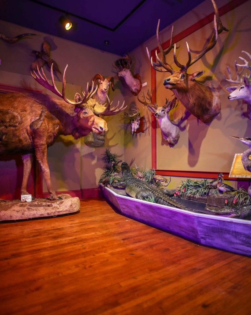 Wildlife displays fill the Buckhorn Saloon & Museum in San Antonio. Credit: @pogopass_austin_sanantonio via Instagram