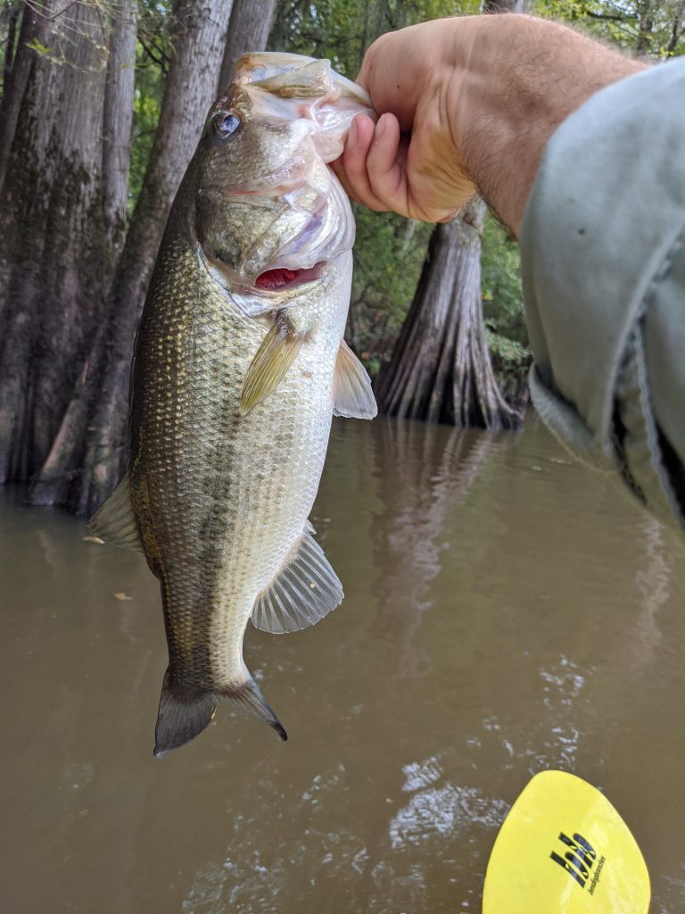 Rain may churn the lake, but Caddo’s fish don’t seem to mind—proof is in the catch. Credit: u/roundhouse1000 via r/kayakfishing
