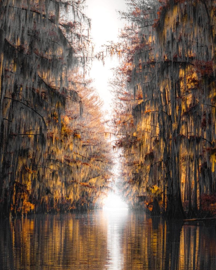 Just past peak autumn, Caddo Lake feels surreal as fading cypress needles tint the swamp in muted gold.