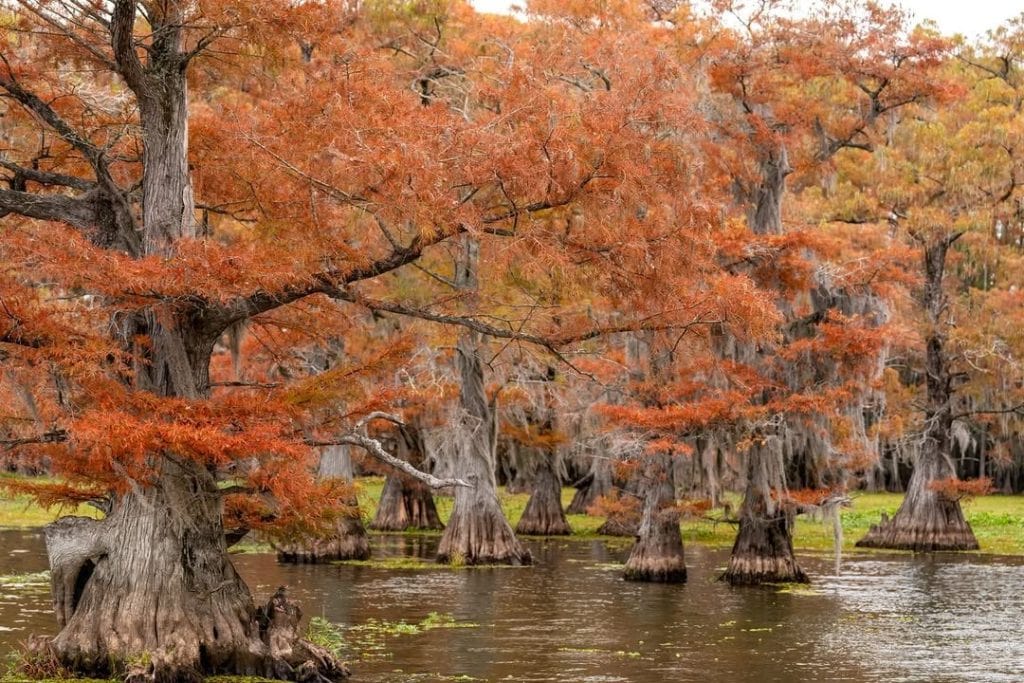 When the cypress trees turn orange at Caddo Lake State Park, the whole landscape becomes a dreamlike autumn swamp. Credit: @only.in.texas via Instagram