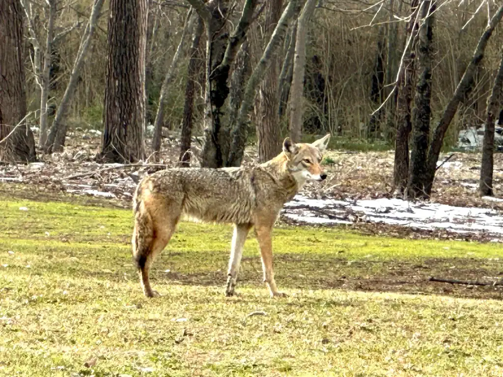 Coyotes roam even urban areas: this one was seen near Buckner in East Dallas. Credit: u/infinite_magic via r/Dallas