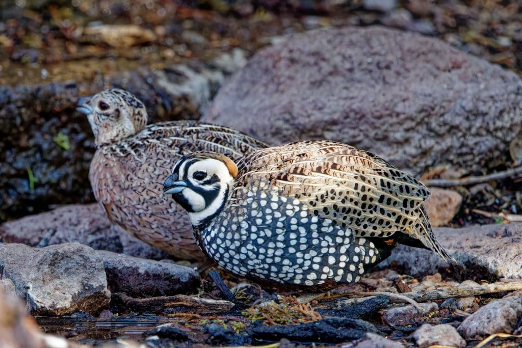 With its bold facial markings and speckled plumage, the Montezuma Quail is one of the park’s most sought-after sightings for birdwatchers exploring this scenic highland region. Credit: David Stahluht via Facebook