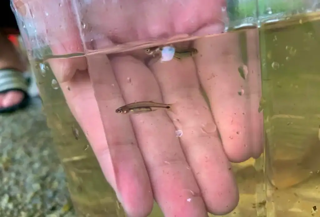 Small fish, giant rarity — the Devil’s River Minnow thrives only in a few pristine Texas streams. Credit: u/ThenAcanthocephala57 via r/Aquariums