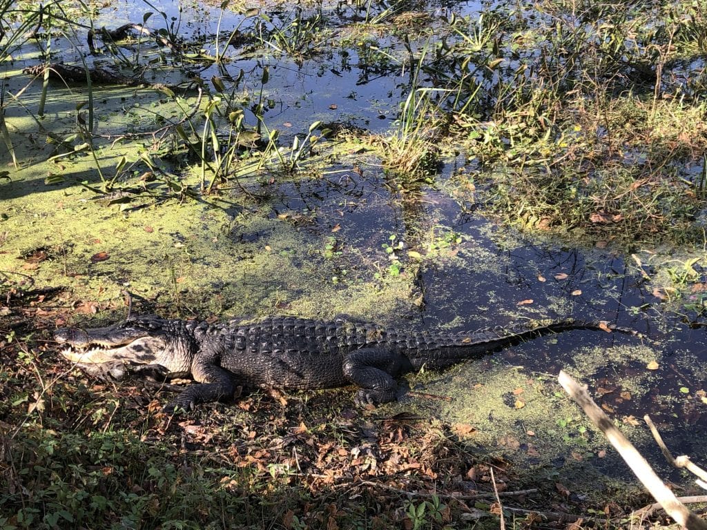 Camouflaged among the plants, this alligator at Brazos Bend is a reminder to watch the water carefully. Credit: u/bellalovexo via r/texas