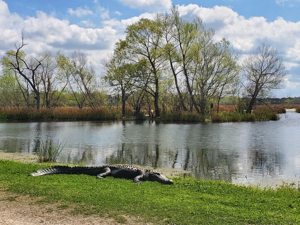 An 8-foot alligator soaks up the sun at Brazos Bend State Park. This is Texas wildlife at its finest. Credit: u/Lieutenant_Hawk via r/houston
