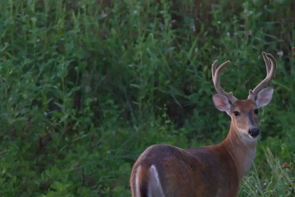 Spotted at Hagerman NWR, this white-tailed deer blends into the refuge’s lush landscapes, a favorite sight for visitors and birders alike. Credit: Reddit user via r/wildlifephotography