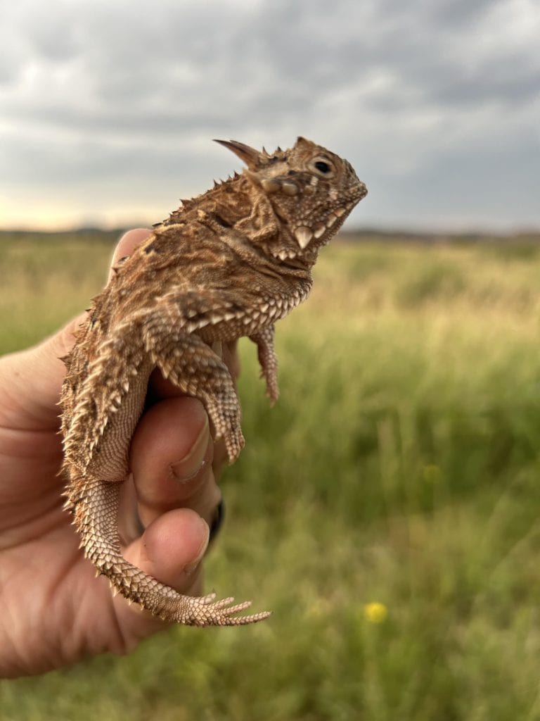 A close look at the Texas Horned Lizard, a spiky little state reptile known for its incredible camouflage and surprising defense tricks. Credit: u/chumintheweather via r/reptiles