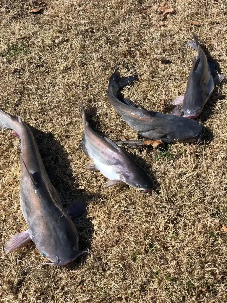 A solid catfish pulled from Lake Tawakoni—one of Texas’s favorite freshwater fishing spots. Credit: u/scott_yeatts via r/catfishing