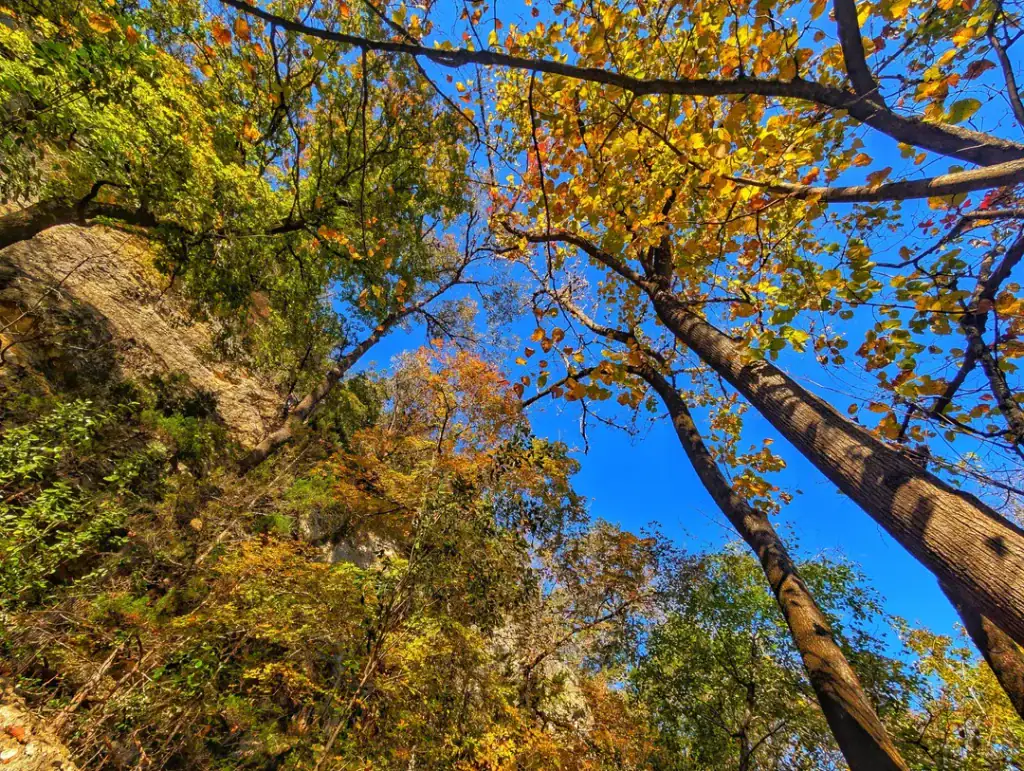 Autumn transforms Lost Maples State Natural Area into one of Texas’ most colorful landscapes. Credit: u/AdventuresWithBG via r/TXoutdoors