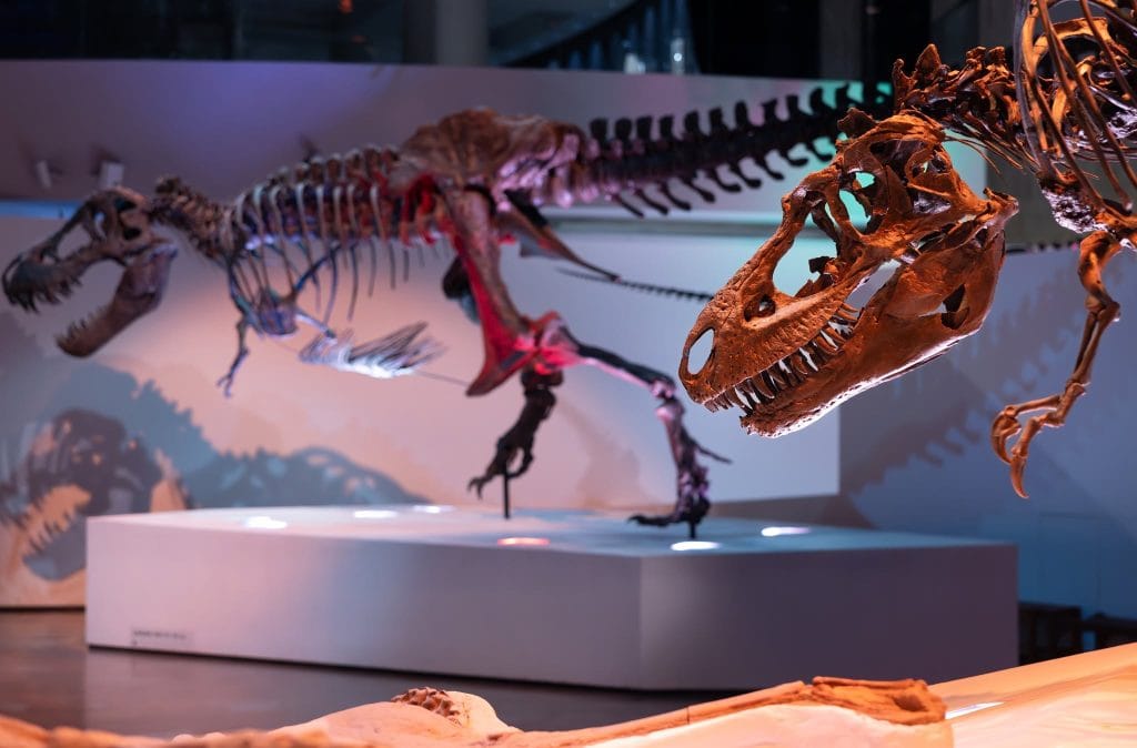 The Morian Hall of Paleontology at the HMNS brings ancient worlds to life, with towering dinosaur skeletons and immersive exhibits that showcase millions of years of evolution and prehistoric drama. Credit: @hmns via Instagram